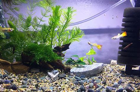 養水魚|來養魚吧！孔雀魚新手入門教學！